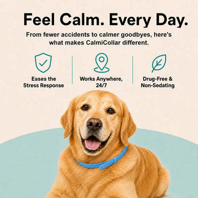 Drug-Free Calming Support for Anxiety, Barking & Stress