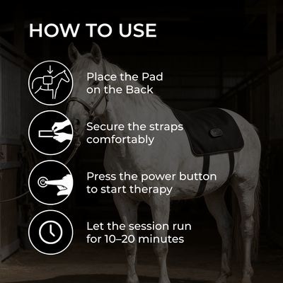 HorseHalo™ HaloBack