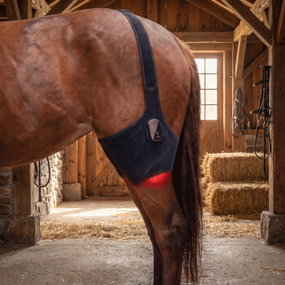 HorseHalo™ HaloHind